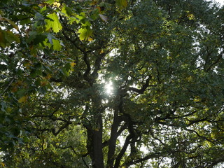 Bäume, Laub, Herbst, Park, Weg, path