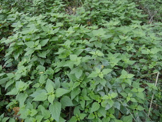 Brennessel, grün, pflanze, park, brennt