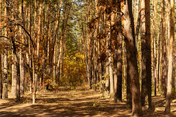 Scenic autumnal forest with tree trunks and path in sunlight