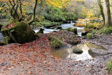 river in the forest in autumn