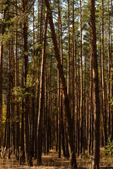 Fototapeta na wymiar picturesque autumnal forest with tall pines in sunlight