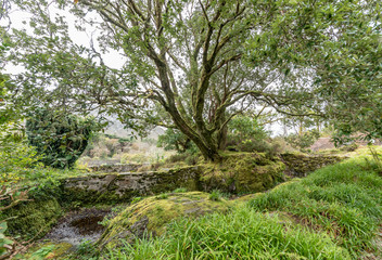 Fototapeta premium victorian walled garden kylemore irleand