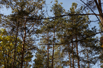 Obraz premium low angle view of picturesque forest with green tall pines in sunlight