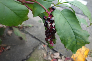 屋外のヨウシュヤマゴボウ