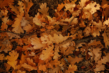 top view of yellow and dry leaves in autumnal park at day