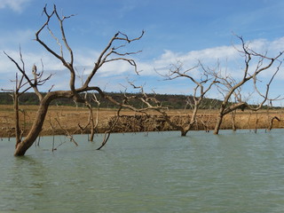 Rural Landscapes of Tr&ecirc;s Marias - Minas Gerais - Brazil, with houses, trees and lakes, and plants