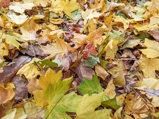 Autumn leaves are red yellow and green. Beautiful Autumn Background.