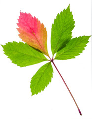 Beautiful colorful green autumn leaf becomes red isolated on white background