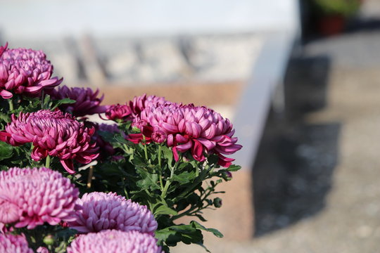 cimeti&egrave;re : chrysanth&egrave;me