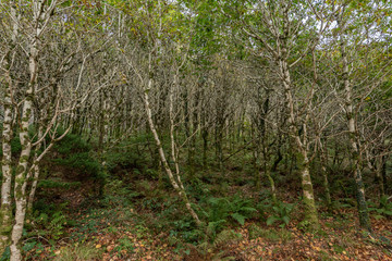 victorian walled garden kylemore irleand