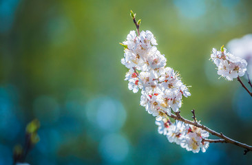 Аpricot plum tree Blossom in spring time, beautiful white flowers, soft focus. Macro image with copy space. Natural seasonal background.