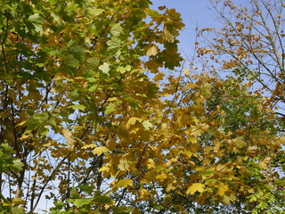 Baum, Baumkrone, Himmel, laub, äste, grün, holz