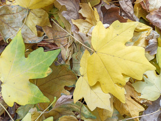 Autumn leaves are red yellow and green. Beautiful Autumn Background.