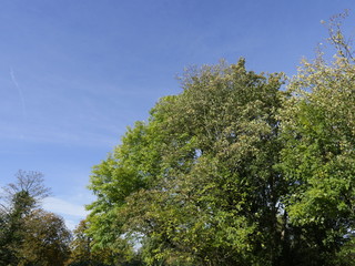 Baum, Baumkrone, Himmel, laub, äste, grün, holz