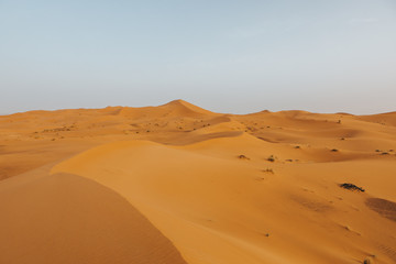 Fototapeta na wymiar Beautiful landscape of orange desert in Africa, with sand dunes and horizon.