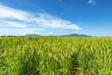 【新潟県】越後平野の水田と弥彦山・角田山