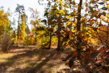 selective focus of tree branch in autumnal forest with golden foliage