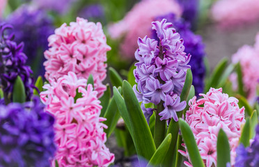 Large flower bed with multi-colored hyacinths, traditional easter flowers, flower background,...