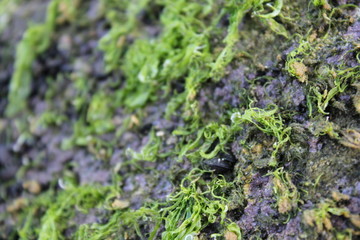  moss on sea stone 