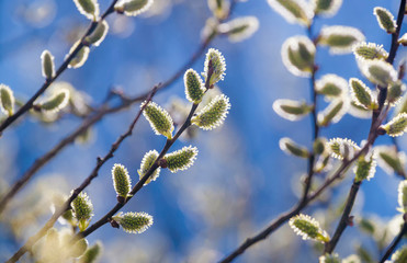 Pussy-willow branches with catkins, spring background