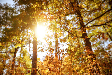 sun, trees with yellow and green leaves in autumnal park at day