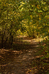 Obraz premium picturesque autumnal forest with golden foliage and path in sunlight