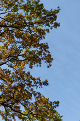 autumnal tree with golden foliage on blue sky background in sunlight