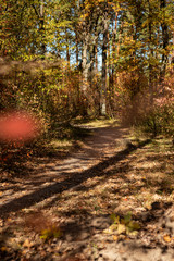 Obraz premium scenic autumnal forest with golden foliage and path in sunshine