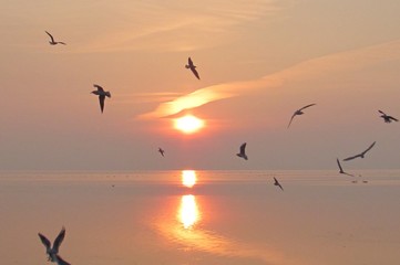 Naklejka na ściany i meble sunset and seagulls flying low over the sea of autumn evening