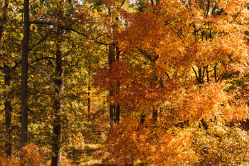 picturesque autumnal forest with golden foliage in sunlight