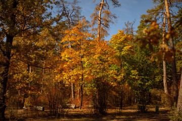 trees with yellow and green leaves in autumnal park at day