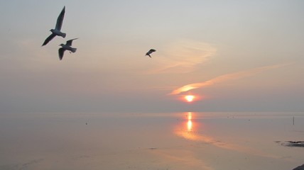 Fototapeta na wymiar flight of seagulls over the sea at sunset in the autumn evening