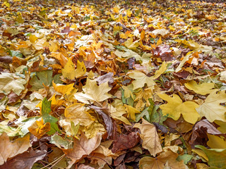Autumn leaves are red yellow and green. Beautiful Autumn Background.