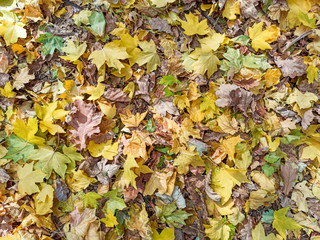 Autumn leaves are red yellow and green. Beautiful Autumn Background.