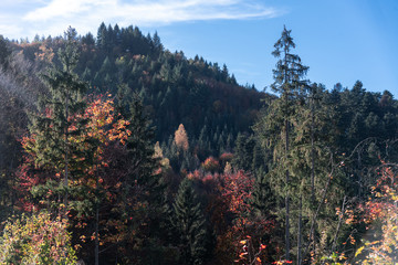 Herbstlich bunt gefärbter Wald