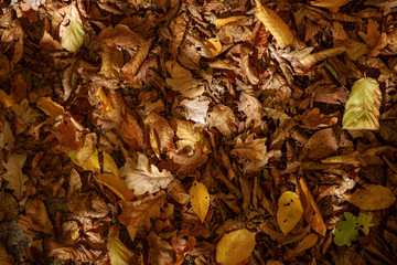 top view of yellow and dry leaves in autumnal park at day