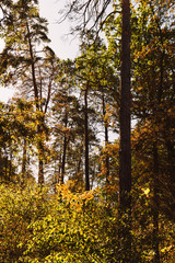 scenic autumnal forest with high trees and golden foliage in sunlight