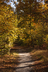 Scenic autumnal forest with golden foliage and path in sunlight
