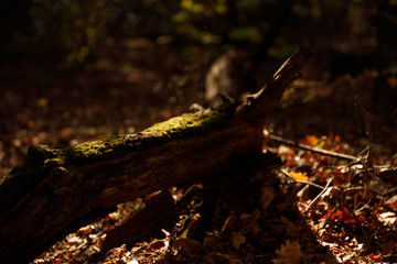 log and dry leaves in autumnal park at day