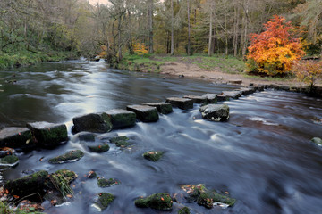 Obraz premium stepping stones across river in autumn
