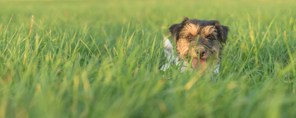 Little cute Jack Russell terrier hiding in high grass.  Cheeky dog stretches his head out of the...