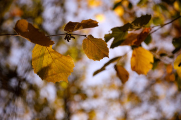 Naklejka na ściany i meble selective focus of trees with yellow and green leaves in autumnal park at day