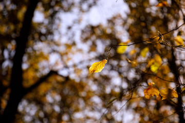 selective focus of trees with yellow leaves in autumnal park at day