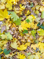 Autumn leaves are red yellow and green. Beautiful Autumn Background.