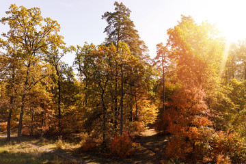 Sun, trees with yellow and green leaves in autumnal park at day