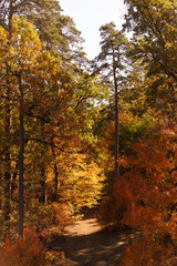 trees with yellow and green leaves in autumnal park at day