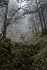 大菩薩嶺の登山道
