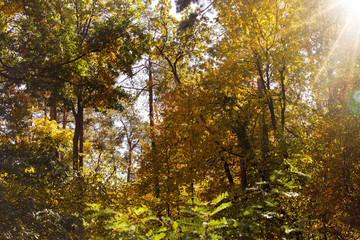 sun, trees with yellow and green leaves in autumnal park at day