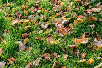 Colorful leaves on green grass close-up. Autumn background with bright fallen foliage.