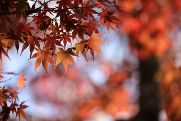 紅葉の風景